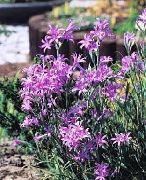 იასამნისფერი Lily-Of-The-Altai, ლავანდა მთის შროშანი, Siberian ლილი, ცის ლურჯი მთის შროშანი, Tartar ლილი ბაღის ყვავილები ფოტო