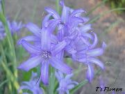 svetlo modra Lily-Of-The-Altaj, Sivka Gorska Lilije, Sibirski Lilije, Modro Nebo Gorska Lilija, Tartar Lily Vrtne Rože fotografija