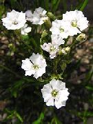 bilde Silene Alpestris Blomst