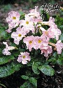 roz Gloxinia Hardy Gradina Flori fotografie