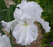 hvid Iris Have Blomster foto