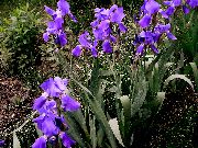 purple Iris Garden Flowers photo