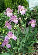 ფოტო იასამნისფერი ყვავილების Iris