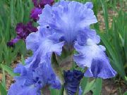 azul claro Iris Flores del Jardín foto