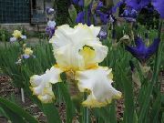 gul Iris Have Blomster foto