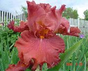 rojo Iris Flores del Jardín foto