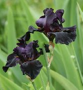 siyah Iris Bahçe çiçekleri fotoğraf