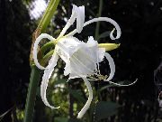 beyaz Örümcek Zambak, Ismene, Deniz Nergis Bahçe çiçekleri fotoğraf