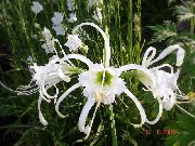foto balts Zieds Zirneklis Lilija, Ismene, Jūra Narcise