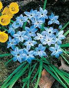 azzurro Primavera Starflower Fiori del giardino foto