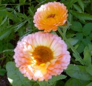 rosa Caléndula Flores del Jardín foto