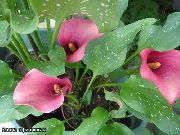 照片 粉红色 花 马蹄莲，百合阿鲁姆