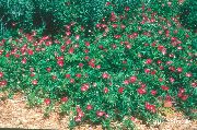 φωτογραφία κόκκινος λουλούδι Μεξικάνικη Winecups, Παπαρούνα Μολόχα