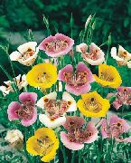 白 鑫谷百合，托尔米的明星郁金香，毛茸茸的猫耳 园林花卉 照片