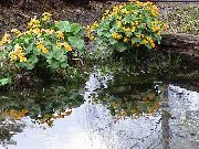 κίτρινος Βάλτος Κατιφές, Kingcup λουλούδια στον κήπο φωτογραφία