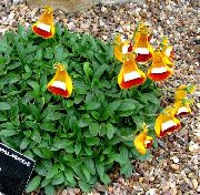 narancs Boldogasszony Papucsa, Papucs Virág, Slipperwort, Tárcát Növény, Tasak Virág  fénykép