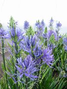 jasnoniebieski Camassa Kwiaty ogrodowe zdjęcie