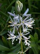 bilde hvit Blomst Camassia