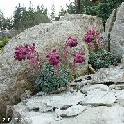 ფოტო Saxifraga ყვავილების