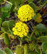 photo yellow Flower Sand Verbena