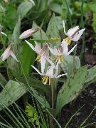 white Fawn Lily Garden Flowers photo