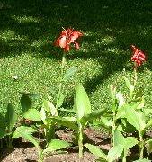 photo Canna Lily, Indian shot plant Flower