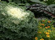 photo Flowering Cabbage, Ornamental Kale, Collard, Curly kale 