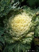 yellow Flowering Cabbage, Ornamental Kale, Collard, Curly kale  photo
