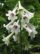 фото білий Квітка Кардіокрінум