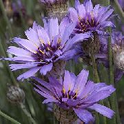 紫丁香 爱厂，丘比特的箭 园林花卉 照片