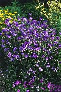фото фіолетовий Квітка Катананхе