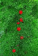 foto punane Lill Kardinal Ronija, Küpress Viinapuu, India Roosa