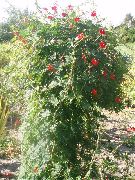 fotografija rdeča Cvet Kardinal Plezalec, Ciprese Trta, Indijska Roza