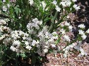 ホワイト カロライナ海のラベンダー 庭の花 フォト