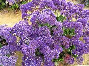 photo Carolina Sea Lavender Flower