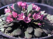 photo Alpine Spring Beauty Flower