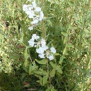 white Clarkia, Garland Flower, Mountain Garland  photo