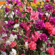 fotografie červená Kvetina Clarkii, Veniec Kvetov, Horský Veniec