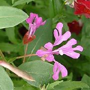 фото рожевий Квітка Кларкія