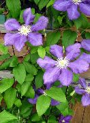 foto lila Blomma Clematis