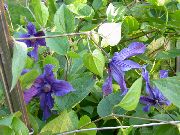 blue Clematis Garden Flowers photo