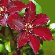 წითელი Clematis ბაღის ყვავილები ფოტო
