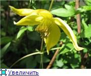 photo yellow Flower Clematis