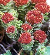 photo Rhodiola, Roseroot, Sedum, Leedy's Roseroot, Stonecrop Flower