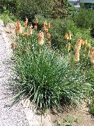 photo Red hot poker, Torch Lily, Tritoma Flower