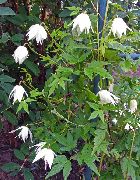 fotografie alb Floare Atragene, Clematis Mici Flori