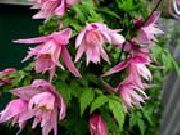 photo pink  Atragene, Small-flowered Clematis