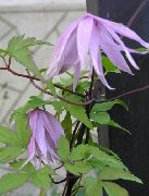 mynd lilac Blóm Atragene, Lítill-Flowered Clematis