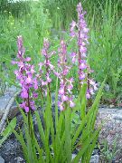rosa Duftende Orkide, Mygg Gymnadenia Hage Blomster bilde