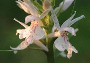 ホワイト 香りの蘭、蚊テガタチドリ属 庭の花 フォト